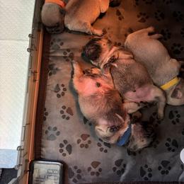 French Bulldog puppies from Emotional Support Babies