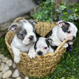 Boston Terrier Puppies from Isela Diaz