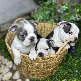 Boston Terrier Puppies from Isela Diaz