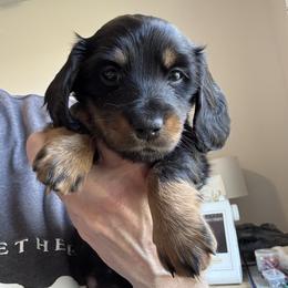 Pink - Black and tan female Dachshund puppy in Meridian, Idaho from Schön Duchshund