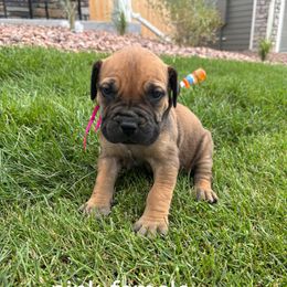 Pink collar - Brown female Boerboel puppy in Colorado Springs Co, Colorado from On The Peak Boerboel