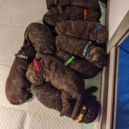 Australian Labradoodle Puppies from Llewellyn's Grove Labradoodles