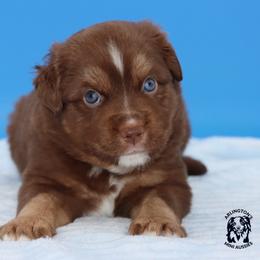 Bali - Red tri male Miniature Australian Shepherd puppy in Weeki Wachee, Florida from Arlington's Mini Aussies