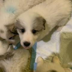 Girl Faith - White and badger female Great Pyrenees puppy in Cincinnati, Ohio from Yelah Pyrenees