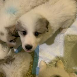 Girl Faith - White and badger female Great Pyrenees puppy in Cincinnati, Ohio from Yelah Pyrenees