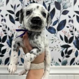 Easy Bake Oven - White and black female Dalmatian puppy in Gray, Georgia from Fuller Spots