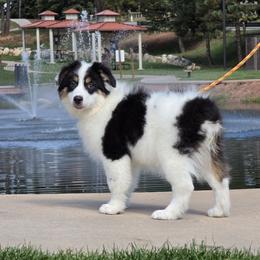 Moxie - Black & white female Australian Shepherd puppy in Divide, Colorado from Outlaw Farm and Kennel