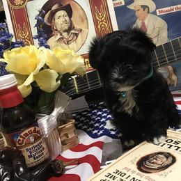 Havanese Puppies from Homeward Havanese, LLC