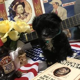 Havanese Puppies from Homeward Havanese, LLC