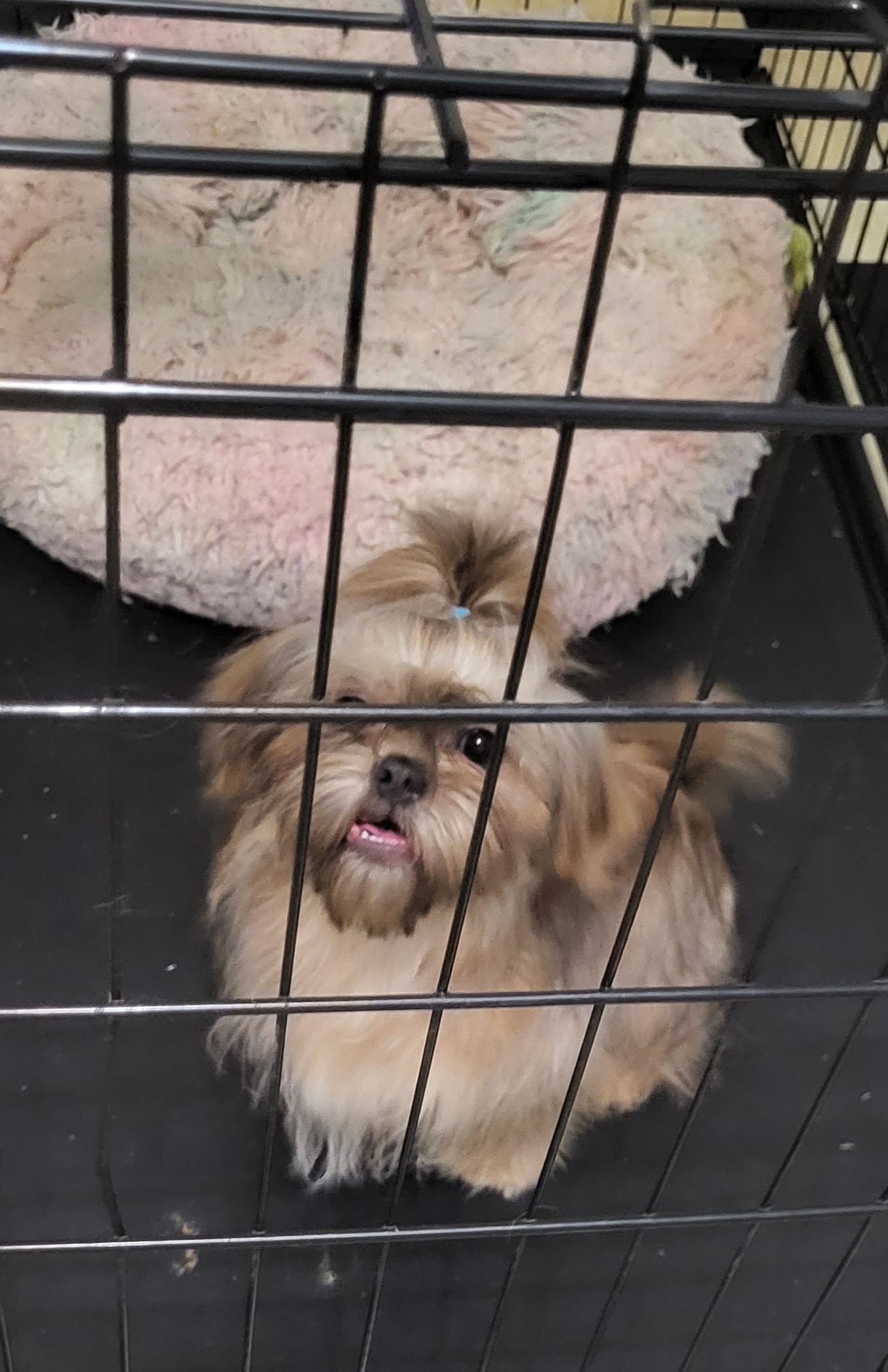 Boy 2 milo - Gold and white Shih Tzu puppy in Newport, Arkansas from Gina's Lil Zues and Yorkies Kennel