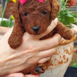 Hot Pink - Red  female Goldendoodle puppy in Little Rock, Arkansas from Adorable Mini Doodles LLC