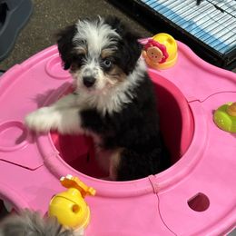 Stella Blue - Black tri-color female Aussiedoodle puppy in Charlestown, Indiana from Forever Aussies and A Doodle