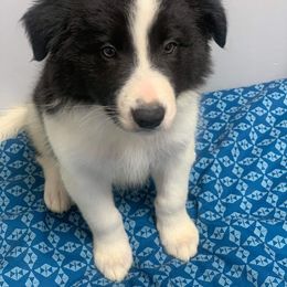 Waddles - Border Collie puppy in Grapevine, Texas from Cates Border Collies