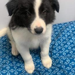 Waddles - Border Collie puppy in Grapevine, Texas from Cates Border Collies