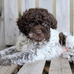 Nova - Brown female Lagotto Romagnolo puppy in West Jordan, Utah from Salt Lake Lagotto