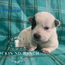 Prancer - Blue female Australian Cattle Dog puppy in Silsbee, Texas from Rockin ND Ranch