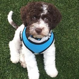 Lagotto Romagnolo Puppies from Fino Lagotto