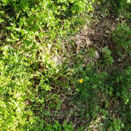 Australian Shepherds from Swope's Rockhouse Farm