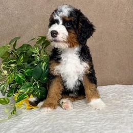 Mozart - Tri-color male Bernedoodle puppy in Seymour, Missouri from D and D’s Dandy Doodles