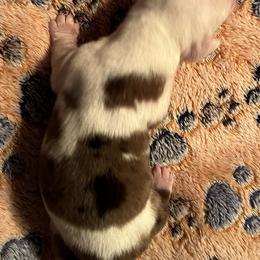 Dachshund Puppies from Witchy Woman’s Wiener’s