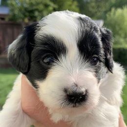 Aussiedoodles and Miniature Australian Shepherds from Maple Ridge Mini Aussies