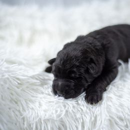 German Shepherd Puppies from Crescent Lake Shepherds