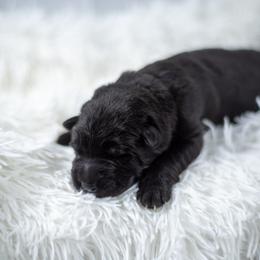 German Shepherd Puppies from Crescent Lake Shepherds