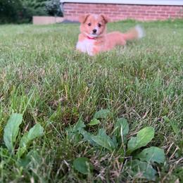 Rosie (has tail) - Red merle female Miniature Australian Shepherd puppy in Terryville, Connecticut from Spirited Aussies