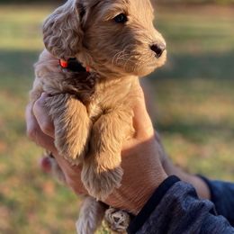 Goldendoodle Puppies from Central Kentucky Goldendoodles