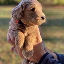 Goldendoodle Puppies from Central Kentucky Goldendoodles