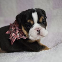 Boxer, Bulldog, and French Bulldog Puppies from Hillview Kennels