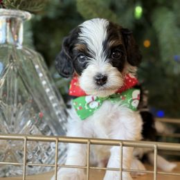 Seth - Tri-color male Cavapoo puppy in Yuciapa, California from AlltheDoodlez_