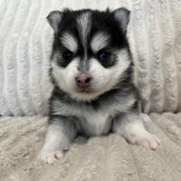 Aurora - Black and white female Pomsky puppy in Valparaiso, Indiana from Valparaiso Pomskys