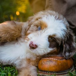Australian Mountain Doodle Puppies from Brick House Farm Doodles
