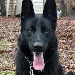 Cane Corso and German Shepherds from Cane Sportivo