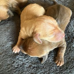 Eastwood - Red male Dachshund puppy in Brave, Pennsylvania from Maple Moon Mini Dachshunds