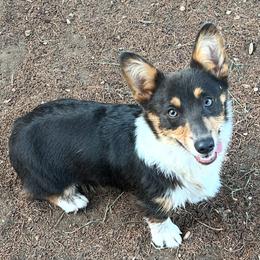 Gypsy - Pembroke Welsh Corgi