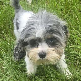 Adonis - Merle male Cockapoo puppy in Lebanon, Kentucky from Mosaic Merle Doodles