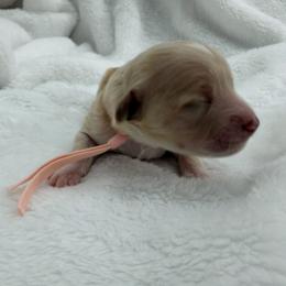 Peach - Apricot female Maltipoo puppy in Denair, California from 209PuppiesCaliforniaMaltipoo