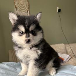 Cosmo - Black and white male Pomsky puppy in Valparaiso, Indiana from Valparaiso Pomskys