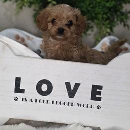 Chloe - Apricot female Cavapoo puppy in Seymour, Missouri from Fairview's Precious Pups