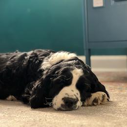 English Springer Spaniel Puppies from Hillsboro Springers