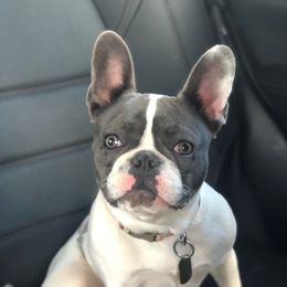 Kiah - French Bulldog