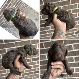 Green Male - Chocolate male Assorted Doodle Crosses puppy in Conway, Arkansas from Hollins Doodles