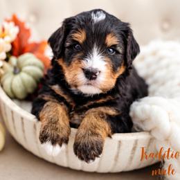 Tradition - Tri-color male Bernedoodle puppy in Athens, Alabama from Brewing Doodles