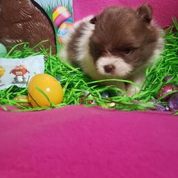 Rose - Chocolate parti female Pomeranian puppy in Weatherford, Texas from Jeweled Poms