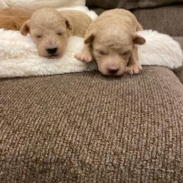 Vivienne - Cream female Poodle puppy in Utica, Ohio from Poodle Me Crazy