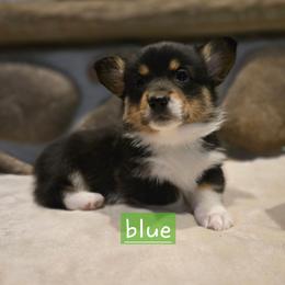 Blue boy - Black and tan male Pembroke Welsh Corgi puppy in Necedah, Wisconsin from The 6Ks Paws and Hobbies