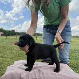 Labrador Retriever Puppies from Sleepy Hound Farm