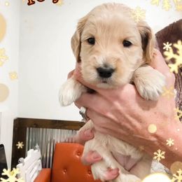 Yo-yo - Cream female Goldendoodle puppy in Sterling, Illinois from Charley's Goldendoodles